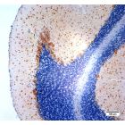 Figure 1. Parvalbumin positive neurons visualized in rat cerebellum using DAB staining