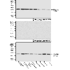 Figure 1. Stripping and re-probing of PVDF membrane using HB7756
