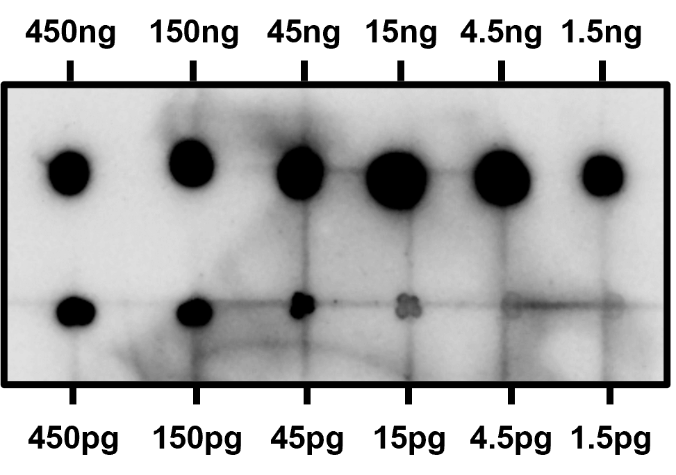 Figure 3. Dot blot for neurofilament L in a complex protein mixture (rat brain cytosol fraction) using SuperBlot<sup>TM</sup> ECL Western Blotting Substrate Kit (High sensitivity) Figure 3. Dot blot for neurofilament L in a complex protein mixture (rat brain cytosol fraction) using SuperBlot<sup>TM</sup> ECL Western Blotting Substrate Kit (High sensitivity)