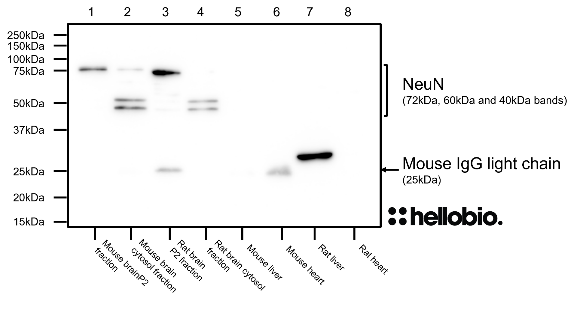 Figure 7. NeuN expression in various tissue lysates and preparations. Figure 7. NeuN expression in various tissue lysates and preparations.
