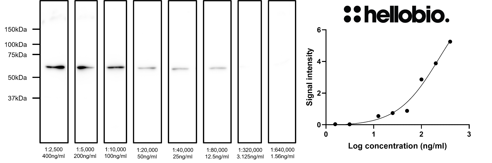 Figure 4. Concentration response of HB7863 staining in rat liver lysate