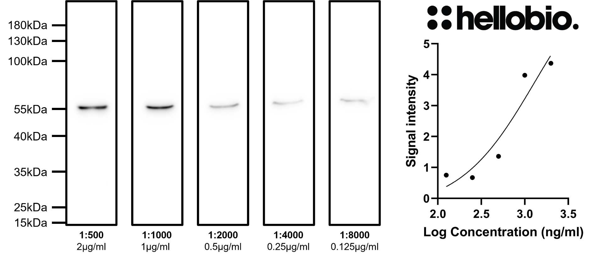 Figure 6. Concentration response of HB8267 staining in a rat brain cytosol preparation. 
