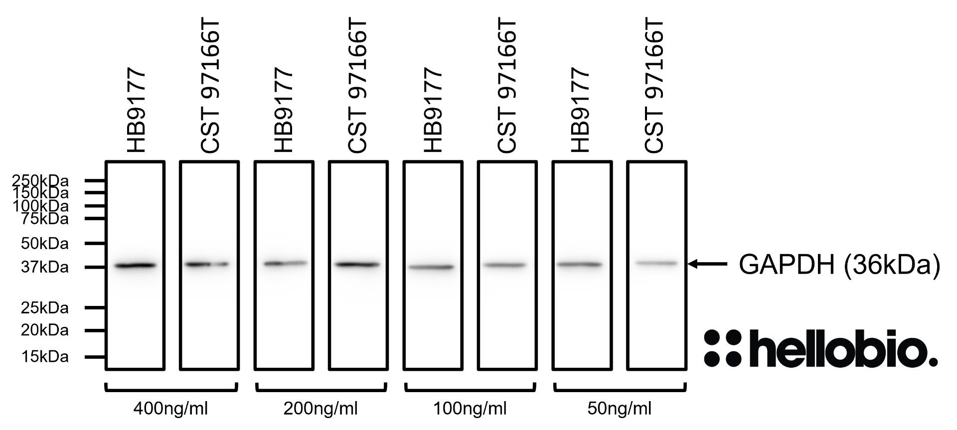 Figure 4. Comparison between HB9177 and 97166T (Cell Signaling Technology) showing equivalent performance. Figure 4. Comparison between HB9177 and 97166T (Cell Signaling Technology) showing equivalent performance.