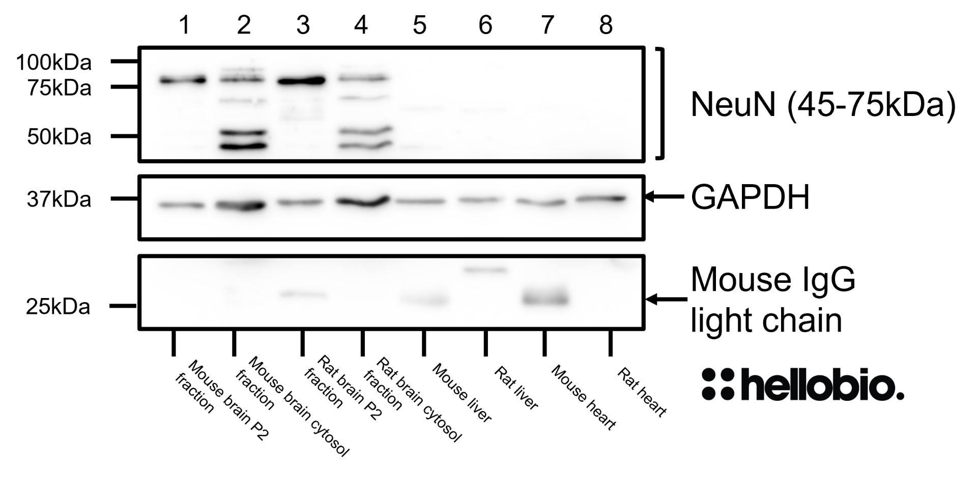 Figure 9. NeuN expression in various tissue lysates and preparations including GAPDH (HB9177) loading control. Figure 9. NeuN expression in various tissue lysates and preparations including GAPDH (HB9177) loading control.