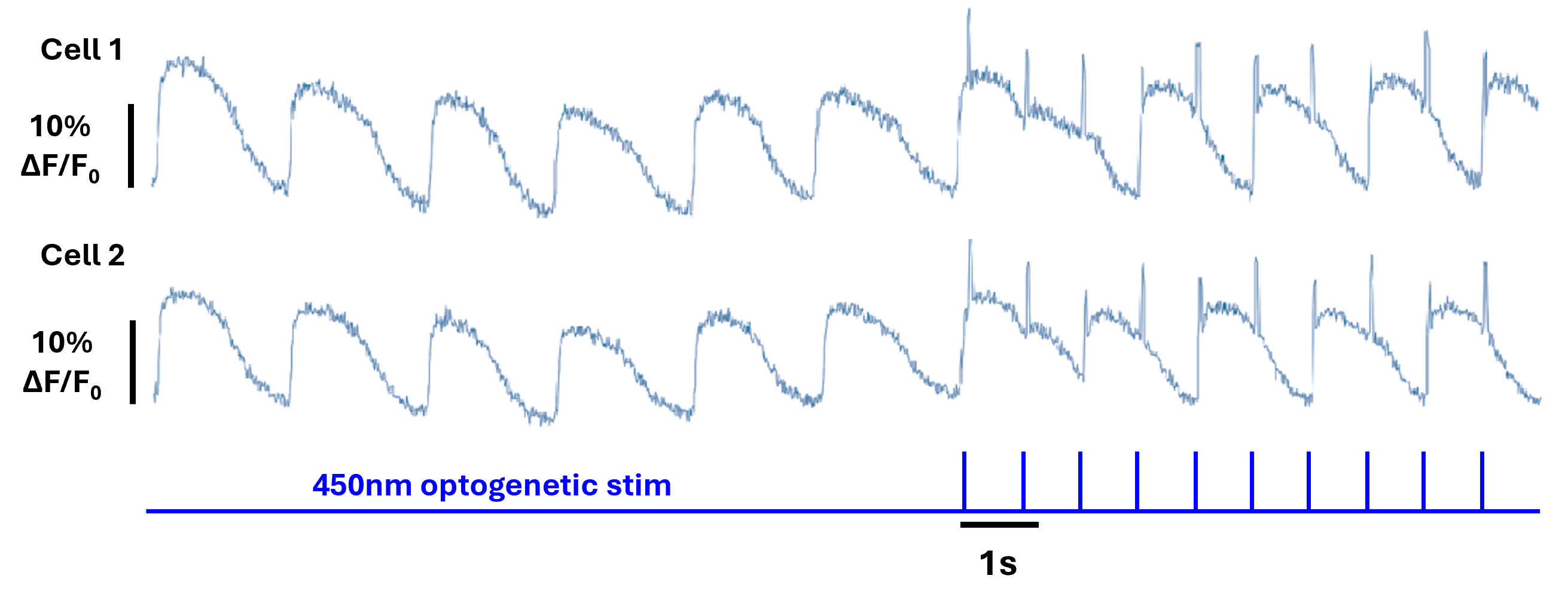 Figure 1. Optogenetically evoked calcium dynamics in human iPSC-derived cardiomyocytes