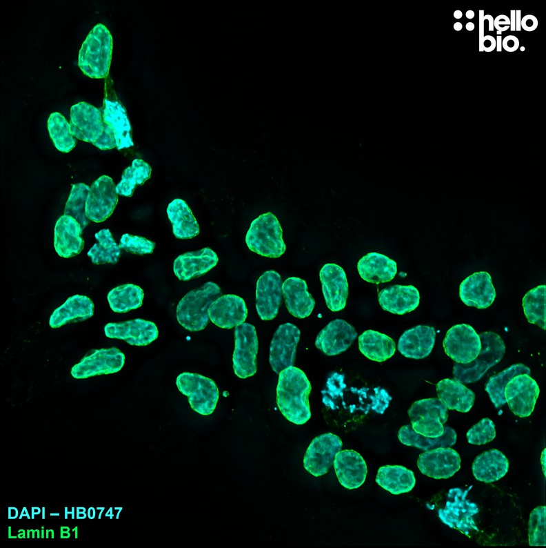 Figure 4. Lamin B1 staining in HEK293T cells using HB6813 Goat Anti-Rabbit IgG H&L (Janelia Fluor® 525) preadsorbed secondary antibody.