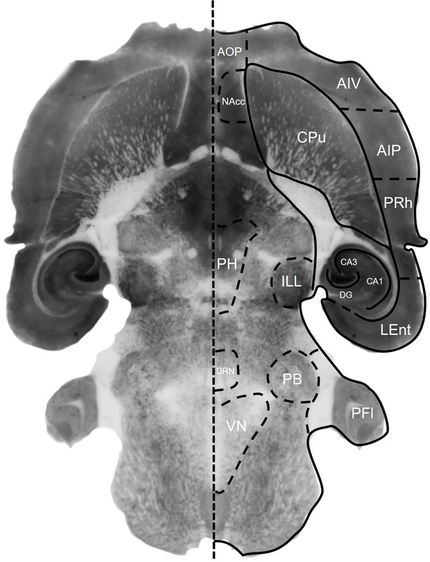 Figure 11. NeuN histoblot in a horizontal rat brain section using HB6429. Figure 11. NeuN histoblot in a horizontal rat brain section using HB6429.