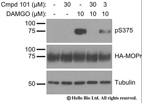Inhibition of DAMGO-induced MOPr phosphorylation by Cmpd101 Inhibition of DAMGO-induced MOPr phosphorylation by Cmpd101
