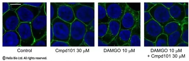 Inhibition of DAMGO-induced MOPr internalization by Cmpd101 Inhibition of DAMGO-induced MOPr internalization by Cmpd101