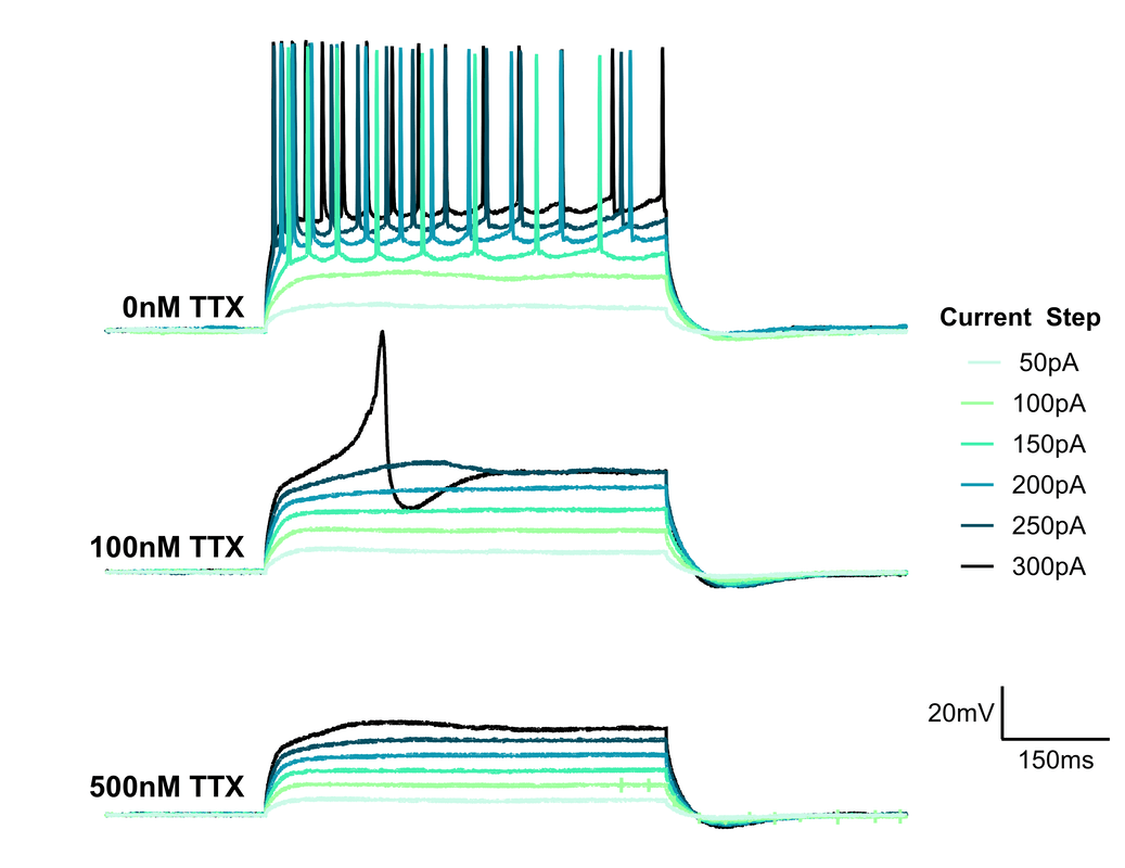 Figure 1. TTX citrate mediated inhibition of action potential firing upon somatic current injection in a CA1 pyramidal neuron.
