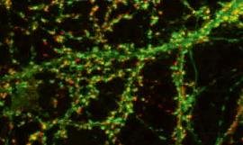 Professor Graham Collingridge honoured in Neurochemical Research Special Issue