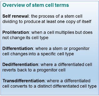 Overview of stem cell terminolgy Overview of stem cell terminology