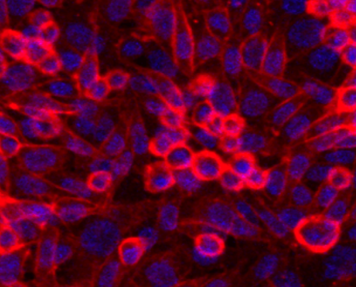 Cell imaging tools Cell imaging tools
