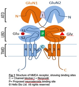 NMDA receptor structure showing binding sites NMDA receptor structure showing binding sites