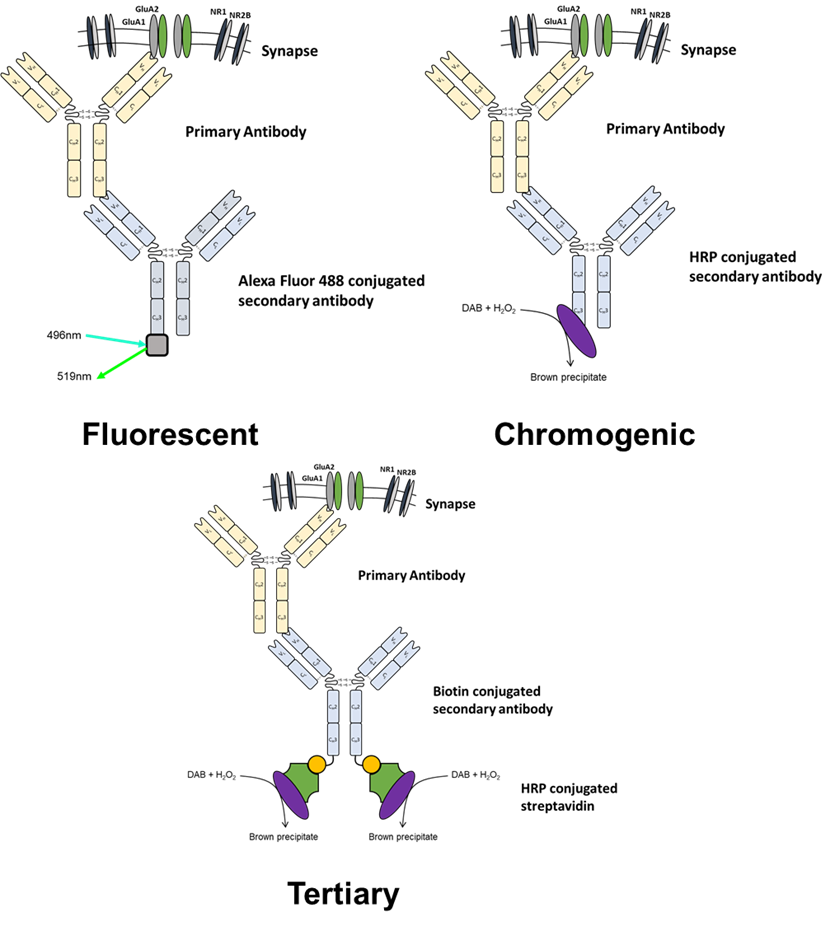 detection methodologies available for immunohistochemistry and immunocytochemistry.