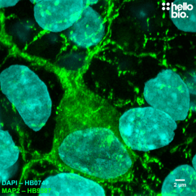 Anti-MAP2 antibody ValidAb MAP2