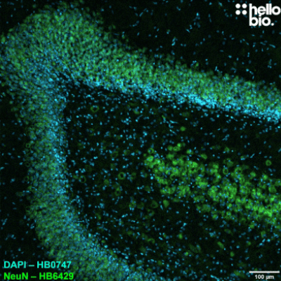 Anti-NeuN antibody ValidAb NeuN