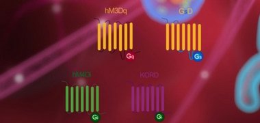 DREADD receptors DREADD receptors