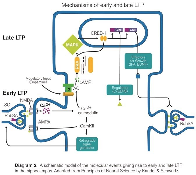 A schematic model of the molecular events giving rise to early and late LTP in the hippocampus A schematic model of the molecular events giving rise to early and late LTP in the hippocampus