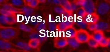 Browse dyes, labels & stains Dyes, Labels & Stains