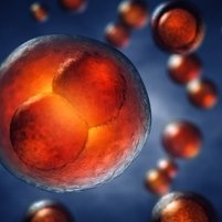 stem cell research tools stem cell research tools