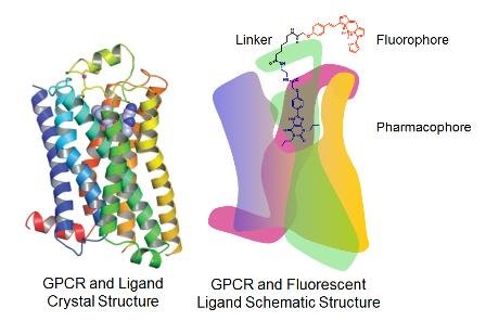 CellAura Fluorescent Ligands CellAura Fluorescent Ligands