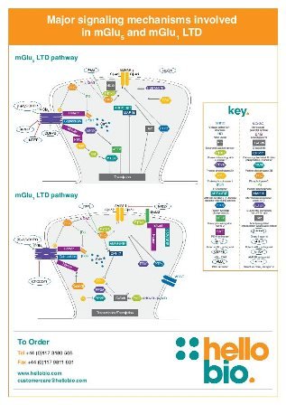 Signaling mechanisms involved in mGlu1 and mGlu5 mediated LTD Signaling mechanisms involved in mGlu1 and mGlu5 mediated LTD